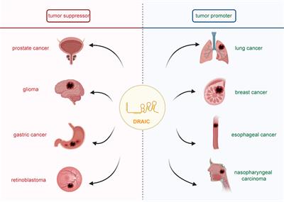 The emerging potentials of lncRNA DRAIC in human cancers